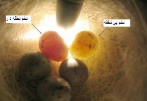 2 راه برای تشخیص نطفه دار بودن یا هرز بودن تخم قناری