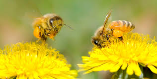 آموزش تاریخچه و نژاد زنبور عسل
