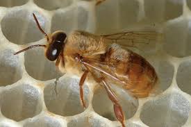 آموزش لوازم مورد نیاز جهت پرورش و تکثیر زنبور عسل